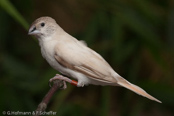 Indian Silverbill, Manon- indiano,, Malabarfasänchen,   (Euodice malabarica), (Lonchura malabarica),  White-throated Munia, stříbrozobka malabarská, Afrikansk Sølvnæb, Capuchino Gorjeador, idänhopeanokka,  Capucin bec-de-plomb,  Söngstrildi,  Becco d'argento indiano,  afurikaginbashi,  アフリカギンバシ, Loodbekje, srebrnodziobek, afrykanski, Амадина серебряноклювая, mníška striebrozobka, Afrikansk silvernäbb