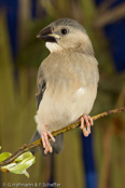 Java Sparrow, Calafate,  Reisamadine, (Padda oryzivora), Pardais de Java, Reisfink,  rýžovník šedý, Risfugl, Gorrión Javanés, riisipeippo, Padda de Java, Padda, bunchou, ブンチョウ, Rijstvogel, ryzowiec siwy, Рисовка, ryžovník sivý, Risfågel