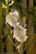 Java Sparrow, Calafate,  Reisamadine, (Padda oryzivora), Pardais de Java, Reisfink,  rýžovník šedý, Risfugl, Gorrión Javanés, riisipeippo, Padda de Java, Padda, bunchou, ブンチョウ, Rijstvogel, ryzowiec siwy, Рисовка, ryžovník sivý, Risfågel