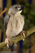 Java Sparrow, Calafate,  Reisamadine, (Padda oryzivora), Pardais de Java, Reisfink,  rýžovník šedý, Risfugl, Gorrión Javanés, riisipeippo, Padda de Java, Padda, bunchou, ブンチョウ, Rijstvogel, ryzowiec siwy, Рисовка, ryžovník sivý, Risfågel