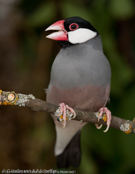 Java Sparrow, Calafate,  Reisamadine, (Padda oryzivora), Pardais de Java, Reisfink,  rýžovník šedý, Risfugl, Gorrión Javanés, riisipeippo, Padda de Java, Padda, bunchou, ブンチョウ, Rijstvogel, ryzowiec siwy, Рисовка, ryžovník sivý, Risfågel