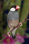 Java Sparrow, Calafate,  Reisamadine, (Padda oryzivora), Pardais de Java, Reisfink,  rýžovník šedý, Risfugl, Gorrión Javanés, riisipeippo, Padda de Java, Padda, bunchou, ブンチョウ, Rijstvogel, ryzowiec siwy, Рисовка, ryžovník sivý, Risfågel