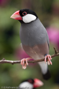 Java Sparrow, Calafate,  Reisamadine, (Padda oryzivora), Pardais de Java, Reisfink,  rýžovník šedý, Risfugl, Gorrión Javanés, riisipeippo, Padda de Java, Padda, bunchou, ブンチョウ, Rijstvogel, ryzowiec siwy, Рисовка, ryžovník sivý, Risfågel