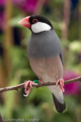 Java Sparrow, Calafate,  Reisamadine, (Padda oryzivora), Pardais de Java, Reisfink,  rýžovník šedý, Risfugl, Gorrión Javanés, riisipeippo, Padda de Java, Padda, bunchou, ブンチョウ, Rijstvogel, ryzowiec siwy, Рисовка, ryžovník sivý, Risfågel