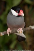 Java Sparrow, Calafate,  Reisamadine, (Padda oryzivora), Pardais de Java, Reisfink,  rýžovník šedý, Risfugl, Gorrión Javanés, riisipeippo, Padda de Java, Padda, bunchou, ブンチョウ, Rijstvogel, ryzowiec siwy, Рисовка, ryžovník sivý, Risfågel