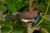 Javanese Mannikin, Capuchinho-de-java, Javabronzemännchen,  (Lonchura leucogastroides), Javan Munia, panenka hnědohřbetá, Javabronzefinke, Capuchino de Java, mustakaulamanikki, Capucin javanais,  Cappuccino di Giava, koshigurokimpara,コシグロキンパラ, Javaans Bronzemannetje, mniszka bialobrzucha, mníška hnedochrbtá