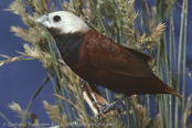 Javan Munia, Capuchino de Capa Blanca, Schildnonne,(Munia ferruginosa), panenka černohrdlá,  Sortstrubet Nonne, Capuchino de Capa Blanca, Capucin marron, Munia capobianco, ginpara,   ギンパラ, Schildnon, mniszka czarnogardla, mníška ciernohrdlá