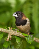 Moluccan Mannikin, Wellenbauchbronzemännchen, Capuchinho-das-molucas, (Lonchura molucca),  panenka molucká, Molukbronzefinke, Capuchino de las Molucas, raitavatsamanikki, Capucin jacobin, Cappuccino delle Molucche,   morukkakimpara, モルッカキンパラ, Moluks Bronzemannetje, mniszka jarzebata,  mníška molucká