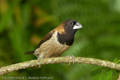 Moluccan Mannikin, Wellenbauchbronzemännchen, Capuchinho-das-molucas, (Lonchura molucca),  panenka molucká, Molukbronzefinke, Capuchino de las Molucas, raitavatsamanikki, Capucin jacobin, Cappuccino delle Molucche,   morukkakimpara, モルッカキンパラ, Moluks Bronzemannetje, mniszka jarzebata,  mníška molucká