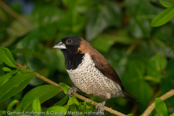 Moluccan Munia, Moluccan Mannikin, Wellenbauchbronzemännchen, (Lonchura molucca)