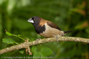 Moluccan Munia, Moluccan Mannikin, Wellenbauchbronzemännchen, (Lonchura molucca)