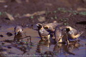 Pictorella Finch, Capuchinho-de-peito-pintado, Weißbrust-Schilffink (Heteromunia pectoralis), (Lonchura pectoralis), Pictorella Munia, Pictorella Mannikin, panenka běloprsá, Hvidbrystet Sivfinke, Capuchino Pictorela,  pumpulirintamanikki, Capucin à poitrine blanche, Cappuccino pettobianco, munajiroshimakokin, ムナジロシマコキン, Witborst-rietvink, mniszka ozdobna,  mníška svetloprsá