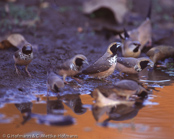 Pictorella Finch, Capuchinho-de-peito-pintado, Weißbrust-Schilffink (Heteromunia pectoralis), (Lonchura pectoralis), Pictorella Munia, Pictorella Mannikin, panenka běloprsá, Hvidbrystet Sivfinke, Capuchino Pictorela,  pumpulirintamanikki, Capucin à poitrine blanche, Cappuccino pettobianco, munajiroshimakokin, ムナジロシマコキン, Witborst-rietvink, mniszka ozdobna,  mníška svetloprsá