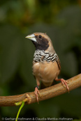 Pictorella Finch, Capuchinho-de-peito-pintado, Weißbrust-Schilffink (Heteromunia pectoralis), (Lonchura pectoralis), Pictorella Munia, Pictorella Mannikin, panenka běloprsá, Hvidbrystet Sivfinke, Capuchino Pictorela,  pumpulirintamanikki, Capucin à poitrine blanche, Cappuccino pettobianco, munajiroshimakokin, ムナジロシマコキン, Witborst-rietvink, mniszka ozdobna,  mníška svetloprsá