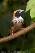 Pictorella Finch, Capuchinho-de-peito-pintado, Weißbrust-Schilffink (Heteromunia pectoralis), (Lonchura pectoralis), Pictorella Munia, Pictorella Mannikin, panenka běloprsá, Hvidbrystet Sivfinke, Capuchino Pictorela,  pumpulirintamanikki, Capucin à poitrine blanche, Cappuccino pettobianco, munajiroshimakokin, ムナジロシマコキン, Witborst-rietvink, mniszka ozdobna,  mníška svetloprsá