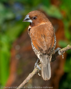 Scaly-breasted Munia, Capuchinho-dominó, Mukatfink, (Lonchura punctulata), Nutmeg Mannikin, panenka muškátová,  Muskatamadine, Muskatfinke, Capuchino Nutmeg, suomumanikki, Capucin damier, Domino, shimakimpara, シマキンパラ,   Muskaatvink, mniszka muszkatowa, mníška muškátová, Fjällig munia