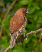 Scaly-breasted Munia, Capuchinho-dominó, Mukatfink, (Lonchura punctulata), Nutmeg Mannikin, panenka muškátová,  Muskatamadine, Muskatfinke, Capuchino Nutmeg, suomumanikki, Capucin damier, Domino, shimakimpara, シマキンパラ,   Muskaatvink, mniszka muszkatowa, mníška muškátová, Fjällig munia