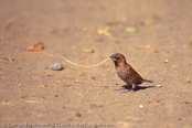 Scaly-breasted Munia, Capuchinho-dominó, Mukatfink, (Lonchura punctulata), Nutmeg Mannikin, panenka muškátová,  Muskatamadine, Muskatfinke, Capuchino Nutmeg, suomumanikki, Capucin damier, Domino, shimakimpara, シマキンパラ,   Muskaatvink, mniszka muszkatowa, mníška muškátová, Fjällig munia