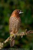 Scaly-breasted Munia, Capuchinho-dominó, Mukatfink, (Lonchura punctulata), Nutmeg Mannikin, panenka muškátová,  Muskatamadine, Muskatfinke, Capuchino Nutmeg, suomumanikki, Capucin damier, Domino, shimakimpara, シマキンパラ,   Muskaatvink, mniszka muszkatowa, mníška muškátová, Fjällig munia