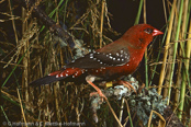 Strawberry finch, Bico-de-cera,Tigerfink, (Amandava amandava), Bengali-vermelho, Tüpfelastrild, tygříček tečkovaný, Tigerfinke, Bengalí Rojo,  punatiikeripeippo, Bengali rouge, Tígurstrildi, Bengalino comune, benisuzume,   ベニスズメ, Tijgervink, bengalik czerwony,  Тигровый астрильд,   amandava bodkovaná,Röd tigerfink