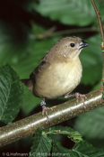 Strawberry finch, Bico-de-cera,Tigerfink, (Amandava amandava), Bengali-vermelho, Tüpfelastrild, tygříček tečkovaný, Tigerfinke, Bengalí Rojo,  punatiikeripeippo, Bengali rouge, Tígurstrildi, Bengalino comune, benisuzume,   ベニスズメ, Tijgervink, bengalik czerwony,  Тигровый астрильд,   amandava bodkovaná,Röd tigerfink