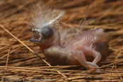 Strawberry finch, Bico-de-cera,Tigerfink, (Amandava amandava), Bengali-vermelho, Tüpfelastrild, tygříček tečkovaný, Tigerfinke, Bengalí Rojo,  punatiikeripeippo, Bengali rouge, Tígurstrildi, Bengalino comune, benisuzume,   ベニスズメ, Tijgervink, bengalik czerwony,  Тигровый астрильд,   amandava bodkovaná,Röd tigerfink