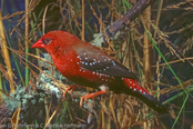 Strawberry finch, Bico-de-cera,Tigerfink, (Amandava amandava), Bengali-vermelho, Tüpfelastrild, tygříček tečkovaný, Tigerfinke, Bengalí Rojo,  punatiikeripeippo, Bengali rouge, Tígurstrildi, Bengalino comune, benisuzume,   ベニスズメ, Tijgervink, bengalik czerwony,  Тигровый астрильд,   amandava bodkovaná,Röd tigerfink