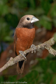 White-crowned Mannikin, Capuchinho-de-coroa-cinzenta, Weißscheitelnonne, (Lonchura nevermanni), Grey-crowned Munia,  panenka světlehlavá, Sorthaget Nonne, Capuchino de Corona Blanca, suistomanikki, Capucin de Nevermann, Cappuccino di Nevermann, kigoshihekichou,  キゴシヘキチョウ, Witkruinnon, mniszka czarnobroda, mníška ciernobradá