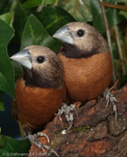 White-crowned Mannikin, Capuchinho-de-coroa-cinzenta, Weißscheitelnonne, (Lonchura nevermanni), Grey-crowned Munia,  panenka světlehlavá, Sorthaget Nonne, Capuchino de Corona Blanca, suistomanikki, Capucin de Nevermann, Cappuccino di Nevermann, kigoshihekichou,  キゴシヘキチョウ, Witkruinnon, mniszka czarnobroda, mníška ciernobradá