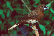 White-bellied Mannikin, Capuchinho-de-barriga-branca, Weissbauchbroncemännchen, (Lonchura leucogastra everetti), panenka bělobřichá,  Hvidbuget Bronzefinke, Capuchino de Cabeza Blanca, valkovatsamanikki,  Capucin à ventre blanc, Cappuccino ventrebianco, shiroharakimpara, シロハラキンパラ,   Witbuik-bronzemannetje, mniszka zóltosterna, mníška bielobruchá