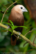 White-headed Mannikin, Capuchinho-de-cabeça-branca, Weißkopfnonne, (Lonchura maja), panenka bělohlavá, Hvidhovedet Nonne, Capuchino de Cabeza Pálida,   valkohuppumanikki, Capucin à tête blanche, Cappuccino testabianca, hekichou,   ヘキチョウ, Witkopnon, mniszka bialoglowa, mníška bielohlavá