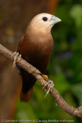 White-headed Mannikin, Capuchinho-de-cabeça-branca, Weißkopfnonne, (Lonchura maja), panenka bělohlavá, Hvidhovedet Nonne, Capuchino de Cabeza Pálida,   valkohuppumanikki, Capucin à tête blanche, Cappuccino testabianca, hekichou,   ヘキチョウ, Witkopnon, mniszka bialoglowa, mníška bielohlavá