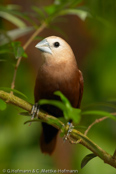 White-headed Mannikin, Capuchinho-de-cabeça-branca, Weißkopfnonne, (Lonchura maja), panenka bělohlavá, Hvidhovedet Nonne, Capuchino de Cabeza Pálida,   valkohuppumanikki, Capucin à tête blanche, Cappuccino testabianca, hekichou,   ヘキチョウ, Witkopnon, mniszka bialoglowa, mníška bielohlavá