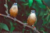 White-spotted Mannikin, Capuchinho-de-pontos-brancos, Perlen-Bronzemännchen,(Lonchura leucosticta),  panenka perličková, Schuppenbrust-Bronzemännchen,  Perlebronzefinke, Capuchino de Motas Blancas, pitsimanikki, Capucin tacheté,   Cappuccino maculato, shiroboshikimpara, シロスジキンパラ, Stippel-bronzemannetje, mniszka perlista, mníška perlavá