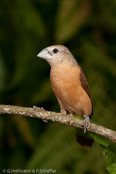 Yellow-rumped Munia,  Capuchinho-de-uropígio-amarelo, Gelber-Schilffink, (Lonchura flaviprymna), Gilbnonne, panenka žlutobřichá, Gul Sivfinke, Capuchino de Cola Amarilla, sitruunamanikki,  Capucin à croupion jaune, Cappuccino codagialla, mujikokin, ムジコキン, Gele Rietvink,  mniszka nadobna, mníška hnedokrídla