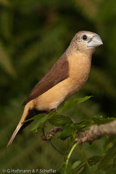 Yellow-rumped Munia,  Capuchinho-de-uropígio-amarelo, Gelber-Schilffink, (Lonchura flaviprymna), Gilbnonne, panenka žlutobřichá, Gul Sivfinke, Capuchino de Cola Amarilla, sitruunamanikki,  Capucin à croupion jaune, Cappuccino codagialla, mujikokin, ムジコキン, Gele Rietvink,  mniszka nadobna, mníška hnedokrídla