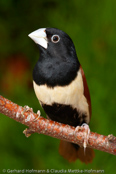 Black-headed Munia, Capuchinho-tricolor,  Schwarzbauchnonne, (Lonchura malacca), Chestnut Mannikin, panenka tříbarvá, Trefarvet Nonne, Capuchino de Cabeza Negra, kastanjamanikki, Capucin à dos marron, Cappuccino tricolore,   gimpara, ギンパラ, Driekleurennon, mniszka kapturowa,  Трёхцветная муния, mníška ciernohlavá, Kastanjemunia