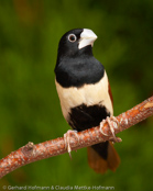 Black-headed Munia, Capuchinho-tricolor,  Schwarzbauchnonne, (Lonchura malacca), Chestnut Mannikin, panenka tříbarvá, Trefarvet Nonne, Capuchino de Cabeza Negra, kastanjamanikki, Capucin à dos marron, Cappuccino tricolore,   gimpara, ギンパラ, Driekleurennon, mniszka kapturowa,  Трёхцветная муния, mníška ciernohlavá, Kastanjemunia