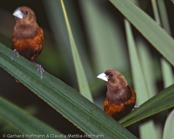 Black-headed Munia, Capuchinho-tricolor,  Schwarzbauchnonne, (Lonchura malacca), Chestnut Mannikin, panenka tříbarvá, Trefarvet Nonne, Capuchino de Cabeza Negra, kastanjamanikki, Capucin à dos marron, Cappuccino tricolore,   gimpara, ギンパラ, Driekleurennon, mniszka kapturowa,  Трёхцветная муния, mníška ciernohlavá, Kastanjemunia