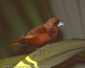 Black-headed Munia, Capuchinho-tricolor,  Schwarzbauchnonne, (Lonchura malacca), Chestnut Mannikin, panenka tříbarvá, Trefarvet Nonne, Capuchino de Cabeza Negra, kastanjamanikki, Capucin à dos marron, Cappuccino tricolore,   gimpara, ギンパラ, Driekleurennon, mniszka kapturowa,  Трёхцветная муния, mníška ciernohlavá, Kastanjemunia