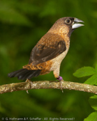 White-rumped Munia, Capuchinho-de-uropígio-branco, Spitzschwanz-Bronzemännchen, (Lonchura striata), panenka bronzová, Spidshalet Bronzefinke,   Capuchino de Lomo Blanco, valkoperämanikki, Capucin domino, Cappuccino groppone bianco, koshijirokimpara, コシジロキンパラ,  Gestreept Bronzemannetje, mniszka bialorzytna, Японская амадина,  mníška bronzová,Vitgumpmunia