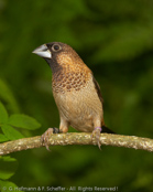 White-rumped Munia, Capuchinho-de-uropígio-branco, Spitzschwanz-Bronzemännchen, (Lonchura striata), panenka bronzová, Spidshalet Bronzefinke,   Capuchino de Lomo Blanco, valkoperämanikki, Capucin domino, Cappuccino groppone bianco, koshijirokimpara, コシジロキンパラ,  Gestreept Bronzemannetje, mniszka bialorzytna, Японская амадина,  mníška bronzová,Vitgumpmunia