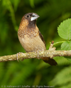 White-rumped Munia, Capuchinho-de-uropígio-branco, Spitzschwanz-Bronzemännchen, (Lonchura striata), panenka bronzová, Spidshalet Bronzefinke,   Capuchino de Lomo Blanco, valkoperämanikki, Capucin domino, Cappuccino groppone bianco, koshijirokimpara, コシジロキンパラ,  Gestreept Bronzemannetje, mniszka bialorzytna, Японская амадина,  mníška bronzová,Vitgumpmunia