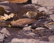 Australian finches