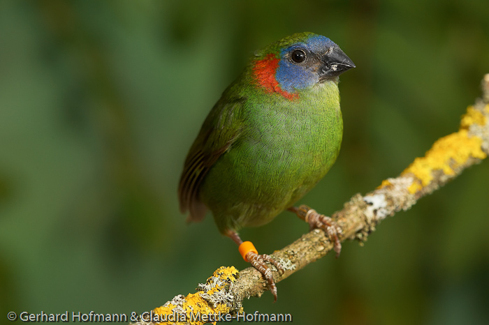 Parrotfinches & Gouldians Erythrura & Diamante de Gould - Papagei- &  Gouldamadinen