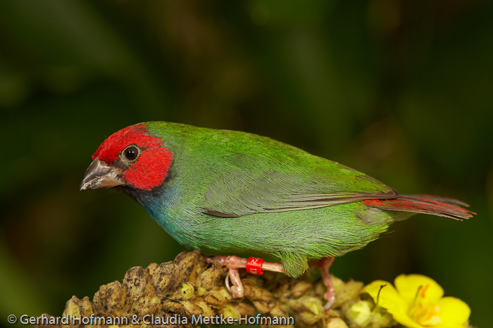 Parrotfinches & Gouldians Erythrura & Diamante de Gould - Papagei- &  Gouldamadinen