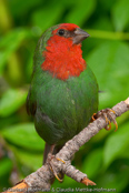 Red-headed Parrotfinch, Red-throated Parrotfinch, (Erythrura psittacea), Rotköpfige Papageiamadine, 
-adult male, -adultes Männchen