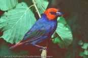 (Erythrura cyaneovirens)  Samoa Parrot-Finch  Samoa-Papageiamadine
