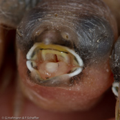Bengalese finch, Manon, Bengalim do Japã, Japanisches Mövchen (Lonchura striata dom.)