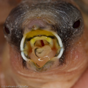 Bengalese finch, Manon, Bengalim do Japã, Japanisches Mövchen (Lonchura striata dom.)